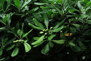 《动物派对》更新开发者日志2  游戏计划年内发布