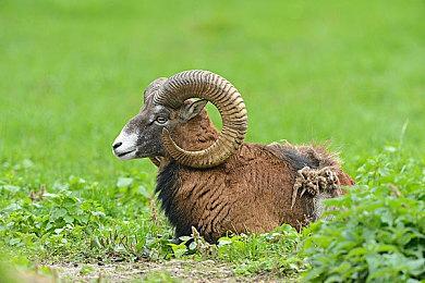 游戏总监与《指环王》电影主演一起玩《博德之门3》